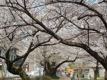今日の山王公園は桜が満開2012年4月5日.jpg