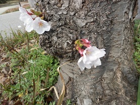 幹の下に咲く桜.jpg