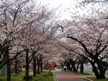 桜のトンネル.jpg