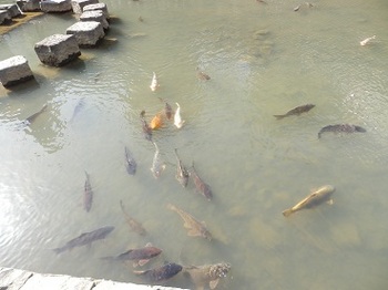 眼鏡橋の川には鯉がたくさん泳いでる.jpg